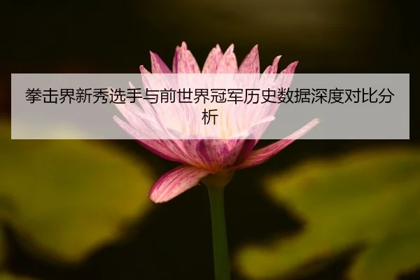 拳击界新秀选手与前世界冠军历史数据深度对比分析
